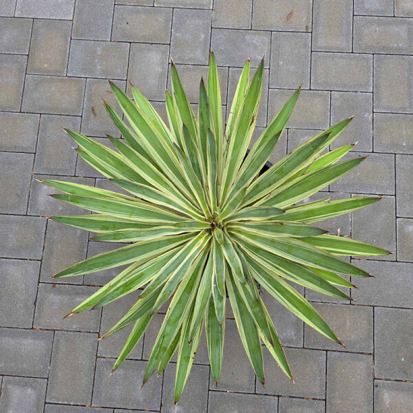 Yucca Gloriosa varigata 40-60 cm