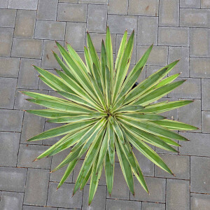 Yucca Gloriosa varigata 40-60 cm