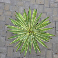 Yucca Gloriosa varigata 40-60 cm