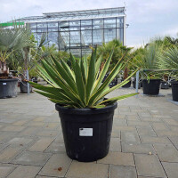 Yucca Gloriosa varigata