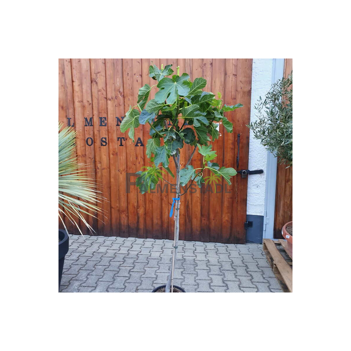 Ficus Carica - Feigenbaum - Cuello dama blanca