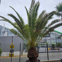 Phoenix Canariensis - kanarische Dattelpalme 90cm