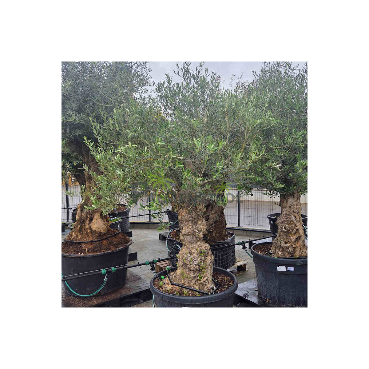 Olivenbaum-Bonsai 2531 Picual