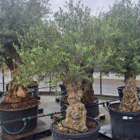 Olivenbaum-Bonsai 2531 Picual