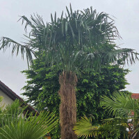 Chinesische Hanfpalme 280-290 cm Stamm