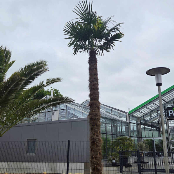 Chinesische Hanfpalme 370-380 cm Stamm