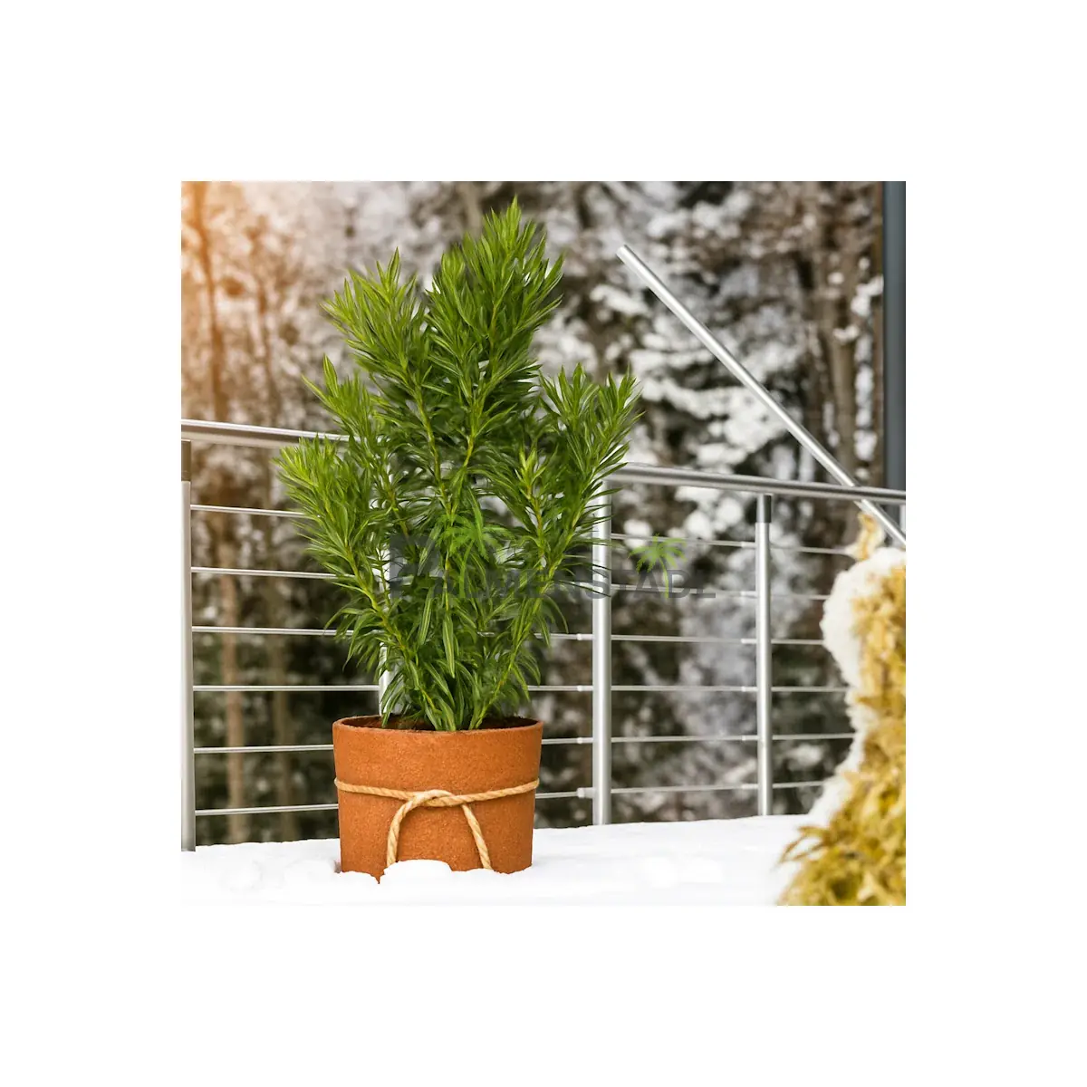 Kokos Filzmatte 1 x 1,5 mtr.