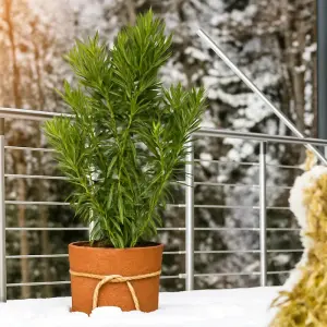 Kokos Filzmatte 1 x 1,5 mtr.