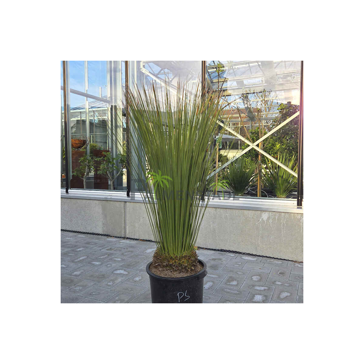 Dasilirion quadrangulatum - stachelloser Rauschkopf