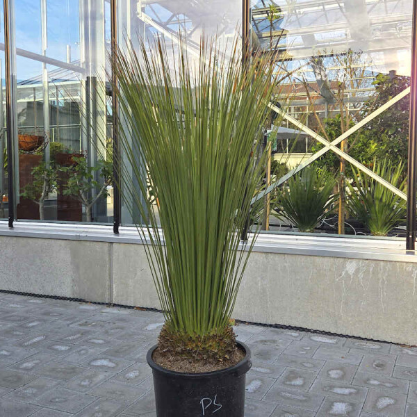 Dasilirion quadrangulatum - stachelloser Rauschkopf