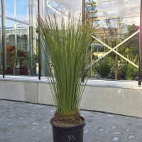 Dasilirion quadrangulatum - stachelloser Rauschkopf