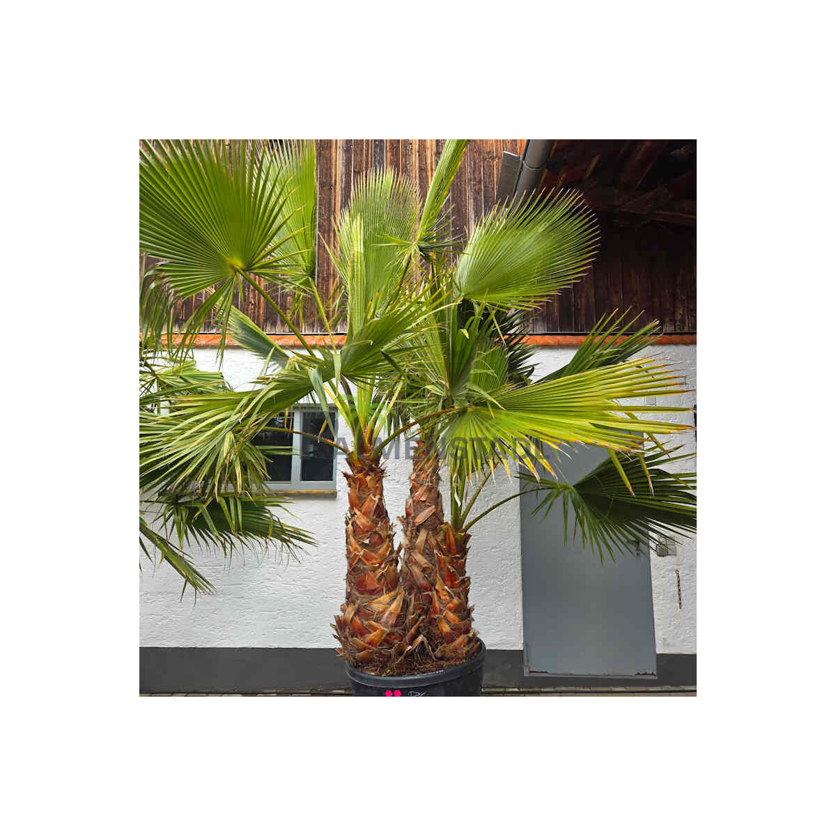 Mexikanische Fächerpalme Mehrstamm 285 Ltr.