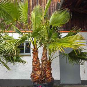 Mexikanische Fächerpalme Mehrstamm 285 Ltr.