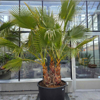 Mexikanische Fächerpalme Mehrstamm 285 Ltr.