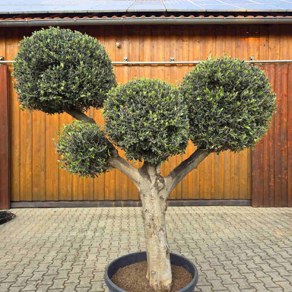 Olivenbaum Kugel-Formschnitt Nr. 2622 Arbequina