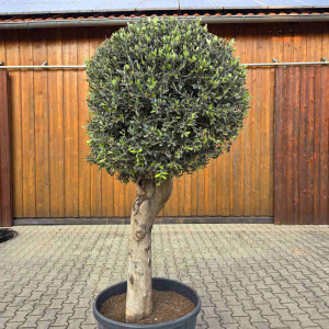 Olivenbaum Kugel-Formschnitt Nr. 2622 Arbequina