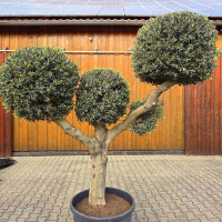 Olivenbaum Kugel-Formschnitt Nr. 2622 Arbequina