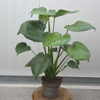 Fensterblatt 40-60 cm