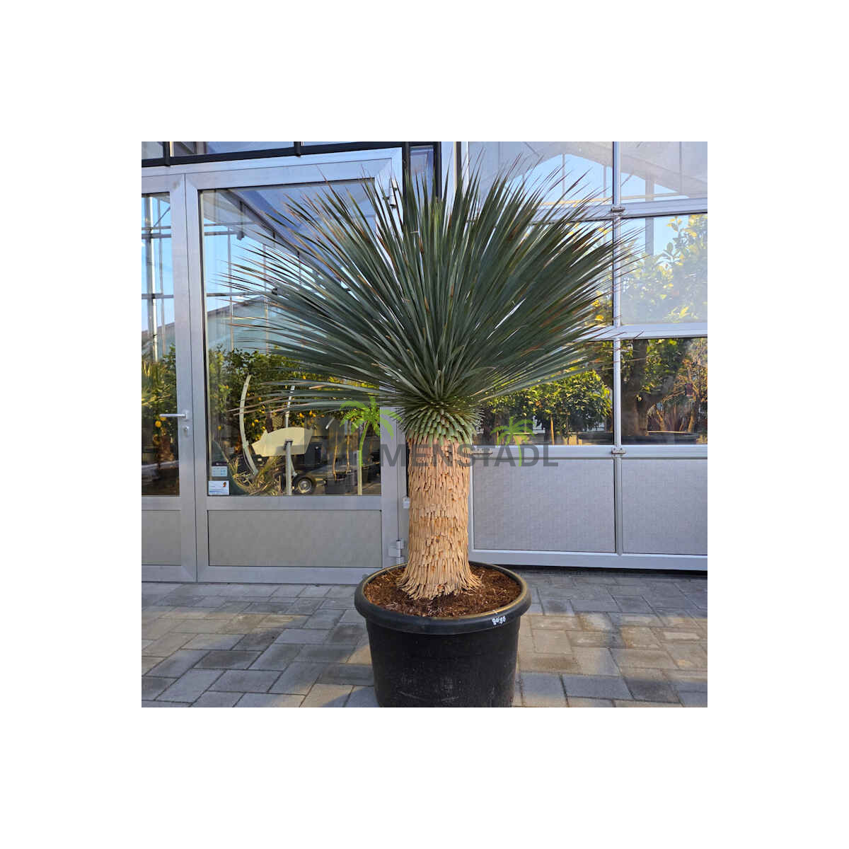 Blaublättrige Palmlilie 70-80 cm Stamm