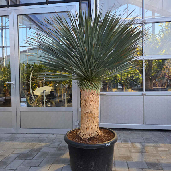 Blaublättrige Palmlilie 80-90 cm Stamm