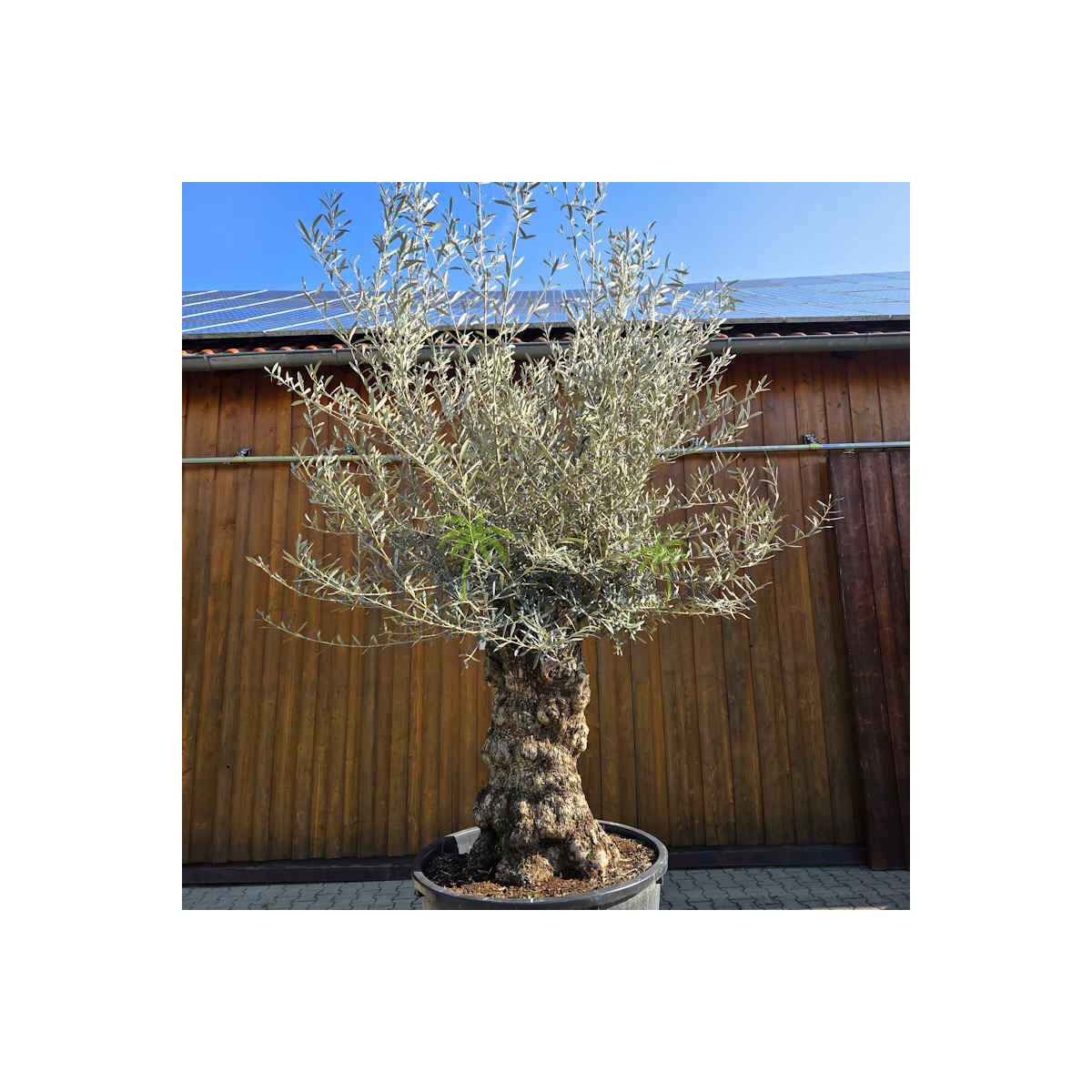 Olivenbaum Bonsai Nr. 2601 Hojiblanca