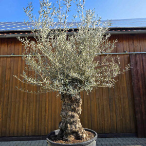 Olivenbaum Bonsai Nr. 2601 Hojiblanca