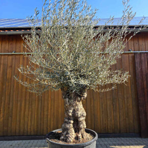 Olivenbaum Bonsai Nr. 2601 Hojiblanca