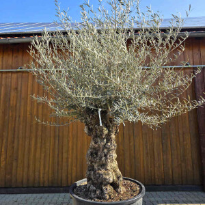 Olivenbaum Bonsai Nr. 2601 Hojiblanca