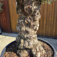 Olivenbaum Bonsai Nr. 2601 Hojiblanca