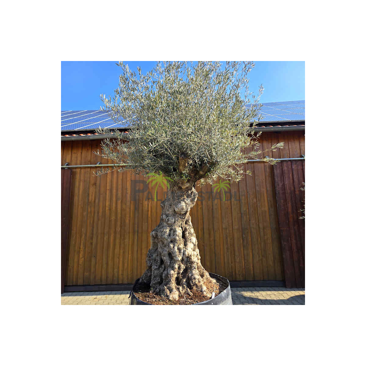 Olivenbaum Bonsai Nr. 2602 Hojiblanca