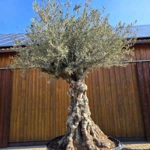 Olivenbaum Bonsai Nr. 2602 Hojiblanca