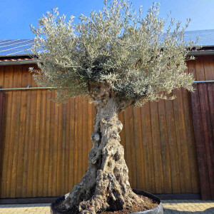 Olivenbaum Bonsai Nr. 2602 Hojiblanca