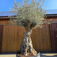 Olivenbaum Bonsai Nr. 2602 Hojiblanca