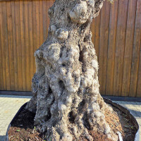 Olivenbaum Bonsai Nr. 2602 Hojiblanca