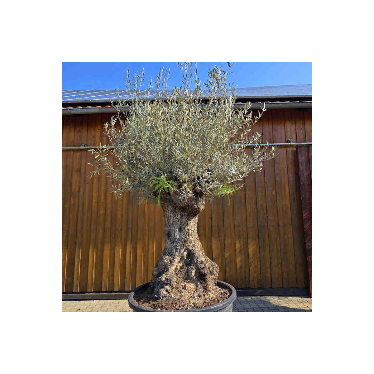 Olivenbaum Bonsai Nr. 2603 Hojiblanca