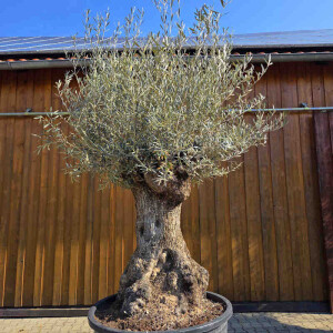 Olivenbaum Bonsai Nr. 2603 Hojiblanca