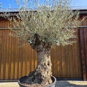 Olivenbaum Bonsai Nr. 2603 Hojiblanca