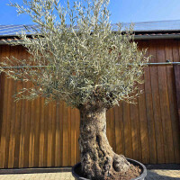 Olivenbaum Bonsai Nr. 2603 Hojiblanca