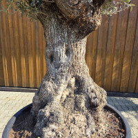 Olivenbaum Bonsai Nr. 2603 Hojiblanca