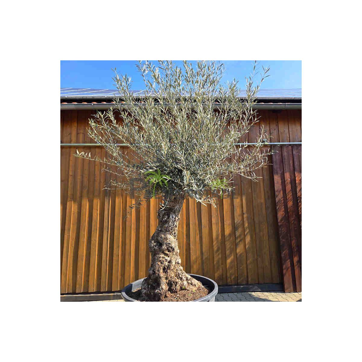 Olivenbaum Bonsai Nr. 2604 Hojiblanca