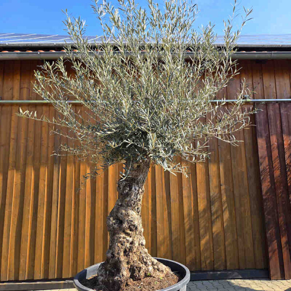 Olivenbaum Bonsai Nr. 2604 Hojiblanca