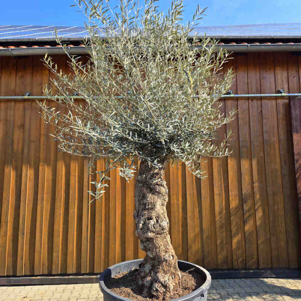 Olivenbaum Hojiblanca Unikat kaufen | Palmenstadl