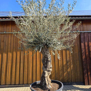 Olivenbaum Bonsai Nr. 2604 Hojiblanca