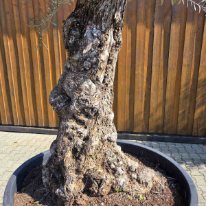 Olivenbaum Bonsai Nr. 2604 Hojiblanca