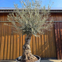 Olivenbaum Bonsai Nr. 2604 Hojiblanca