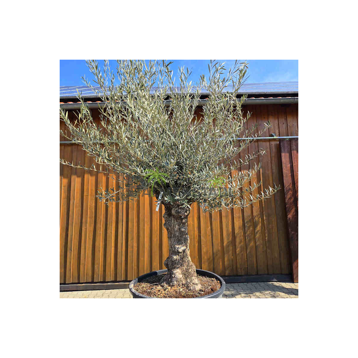 Olivenbaum Bonsai Nr. 2605 Hojiblanca