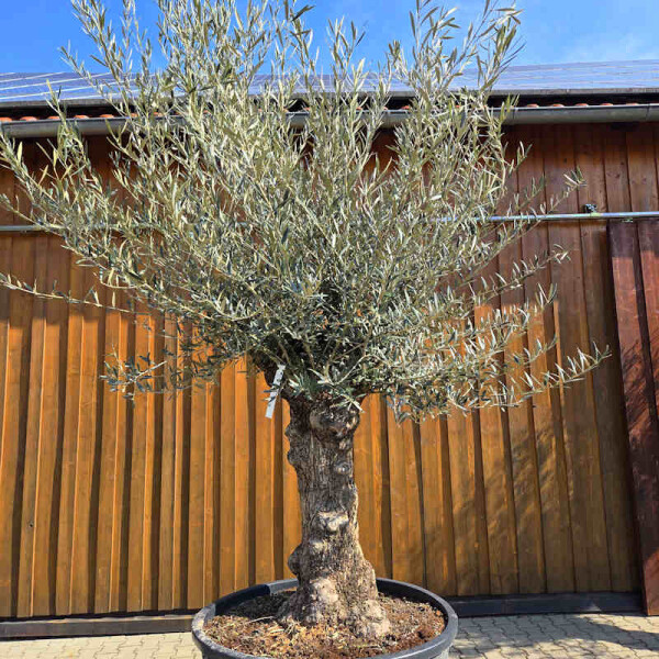 Olivenbaum Bonsai Nr. 2605 Hojiblanca