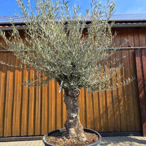 Olivenbaum Bonsai Nr. 2605 Hojiblanca