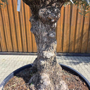 Olivenbaum Bonsai Nr. 2605 Hojiblanca