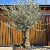 Olivenbaum Bonsai Nr. 2605 Hojiblanca